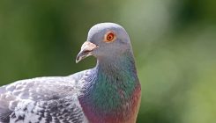 [:es]Newfound brain structure explains why some birds are so smart—and maybe even self-aware[:]