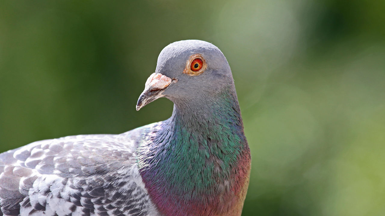 [:es]Newfound brain structure explains why some birds are so smart—and maybe even self-aware[:]