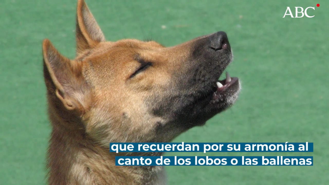 [:es]Los extraños perros cantores reaparecen en la naturaleza 50 años después[:]