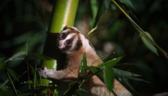 [:es]Slow Lorises Are Adorable but They Bite With Flesh-Rotting Venom[:]