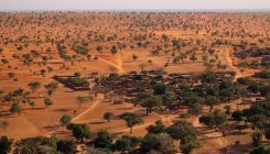 [:es]Sahara actually has quite a few trees[:]