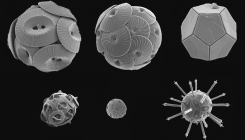 [:es] Los grandes cambios ambientales amenazan al fitoplancton del Mediterráneo [:]