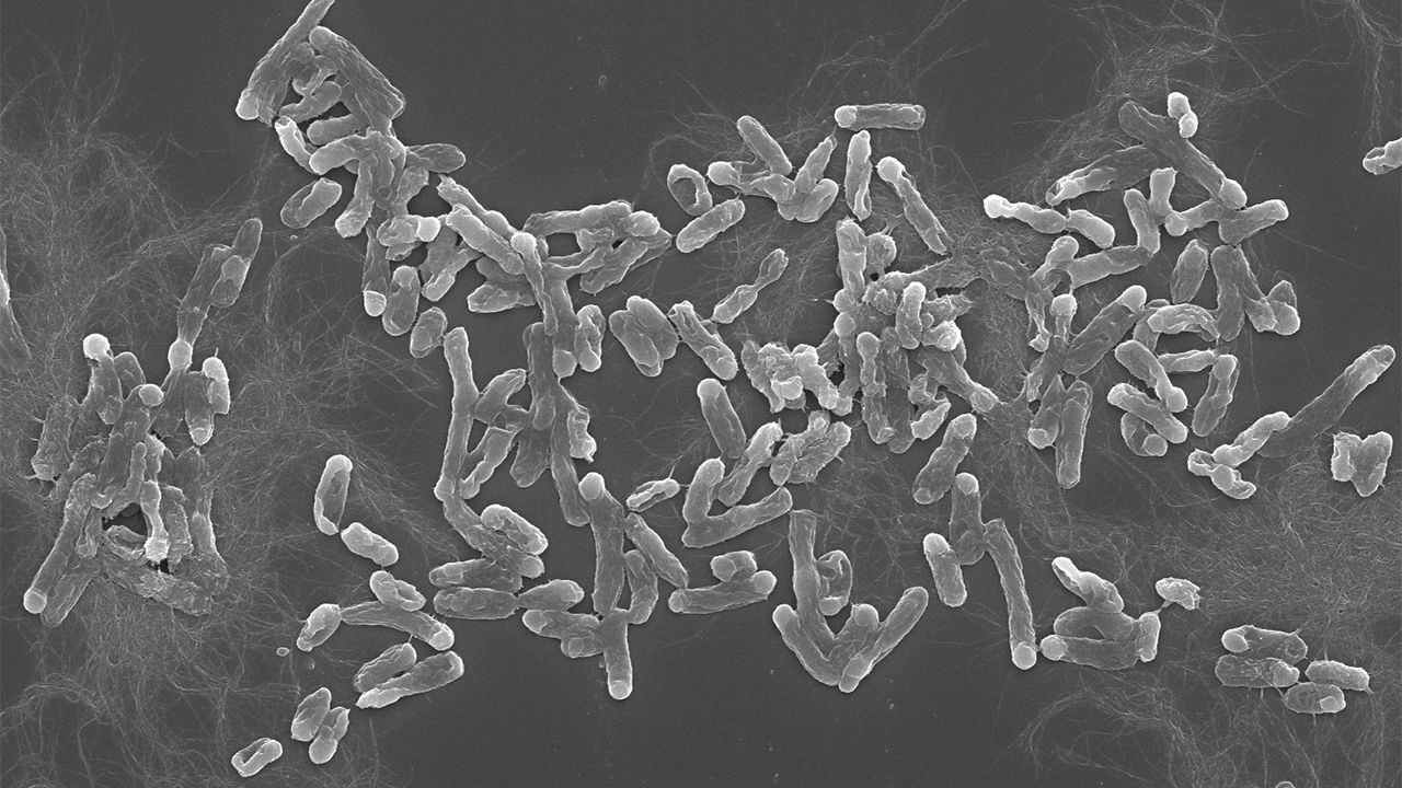 [:es]Strict biodiversity laws prevent Indian scientists from sharing new microbes with the world[:]