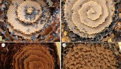 [:es]Qué patrones matemáticos siguen las abejas para fabricar sus perfectos panales[:]