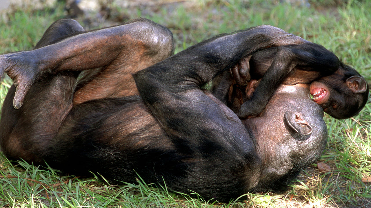 [:es]‘Playful teasing’ in apes could provide clues to the evolutionary roots of early humor[:]