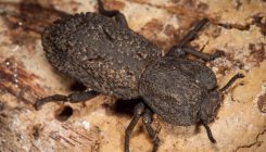 [:es]This beetle’s stab-proof exoskeleton makes it almost indestructible[:]
