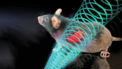 [:es]Electric and Magnetic Field Treatments Lower Mouse Blood Sugar[:]