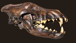 [:es]The Dire Wolf Might Have Prowled Asia, Fossil Suggests[:]