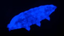[:es] Otra arma secreta de los tardígrados: un “escudo» fluorescente contra la radiación [:]