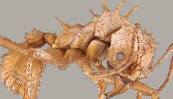 [:es]Mineral body armor helps some leaf-cutting ants win fights with bigger kin[:]