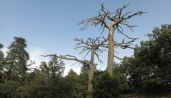 [:es]How droughts affect forests[:]