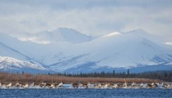 [:es]Ecological data reveal a changing Arctic[:]