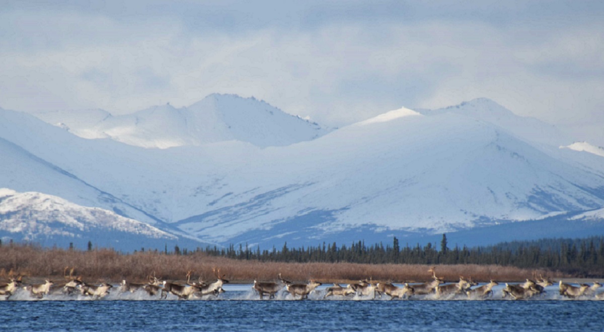 [:es]Ecological data reveal a changing Arctic[:]