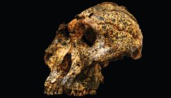 [:es]Well-preserved addition to the evolution story[:]