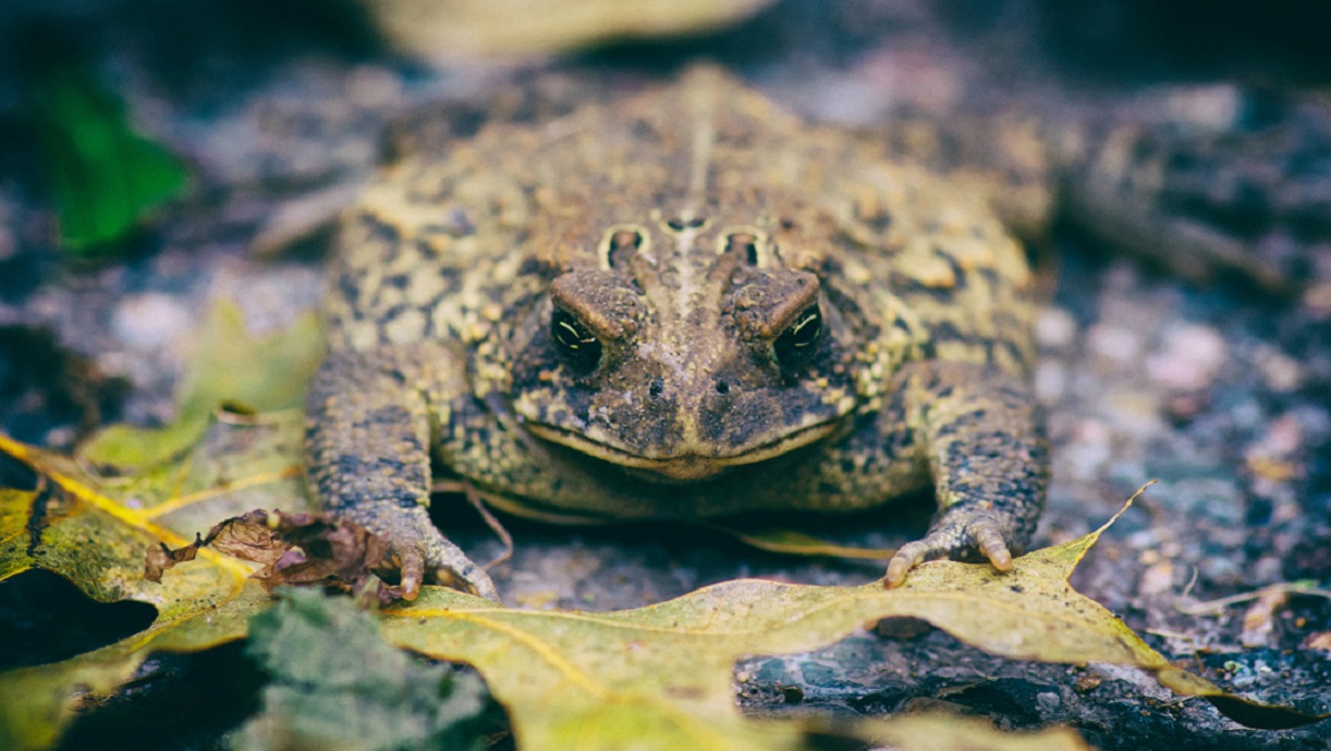 [:es]Relentless invasion of the cane toad continues[:]