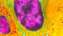 [:es]Scientists Find Vital Genes Evolving in Genome’s Junkyard[:]