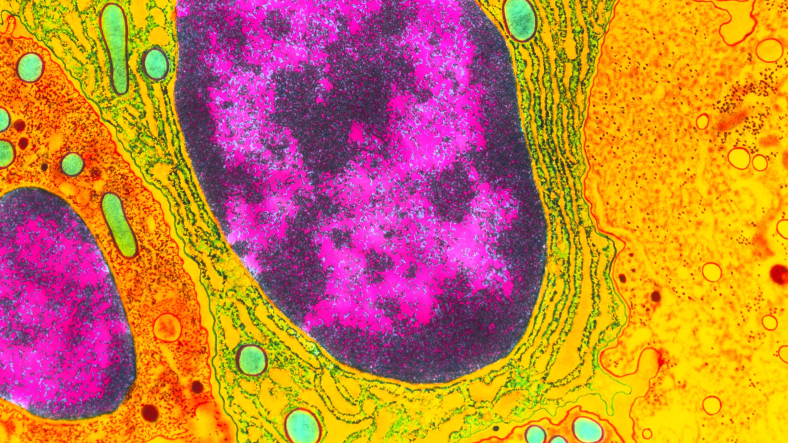 [:es]Scientists Find Vital Genes Evolving in Genome’s Junkyard[:]