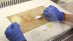 [:es]Hongos, bacterias y ADN humano en los dibujos de Leonardo Da Vinci[:]