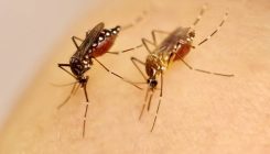 [:es]Zika birusa transmititzen duen eltxoa “etxekotu” izanak eragin du gaixotasuna epidemia bihurtzea[:]