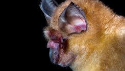 [:es]Coronaviruses closely related to the pandemic virus discovered in Japan and Cambodia[:]