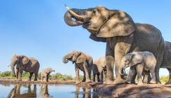 [:es]Elephants can lose two bathtubs full of water in a single day when it gets hot[:]