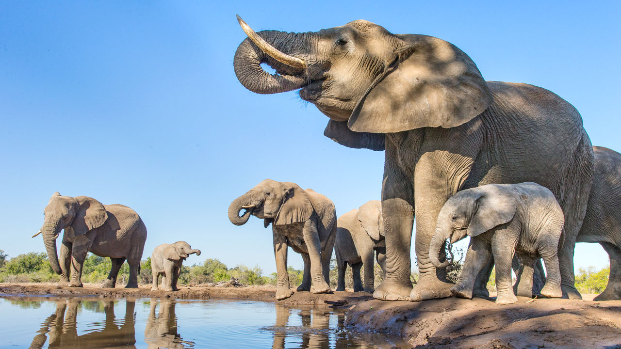 [:es]Elephants can lose two bathtubs full of water in a single day when it gets hot[:]