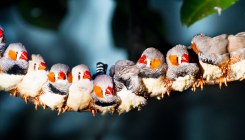 [:es]Zebra Finches Recognize the Calls of Over 40 Fellow Finches[:]