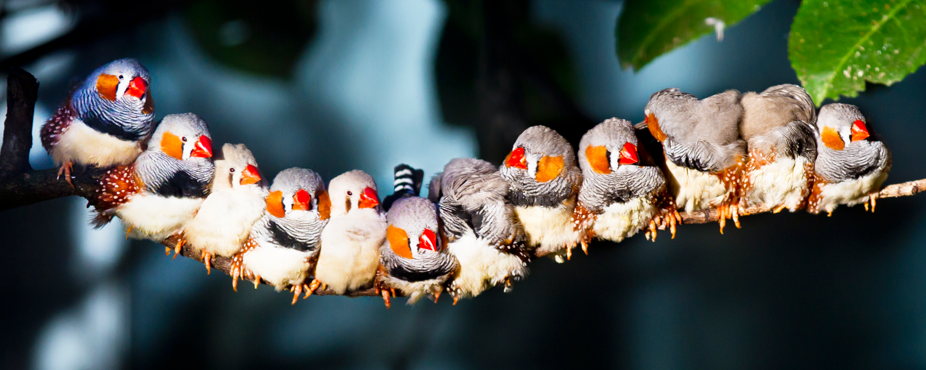 [:es]Zebra Finches Recognize the Calls of Over 40 Fellow Finches[:]