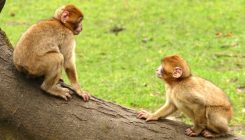 [:es]Dos monos logran ‘ver’ sin usar los ojos gracias a un dispositivo de estimulación cerebral[:]