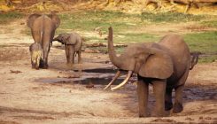 [:es]El marfil de un buque hundido del s. XVI da nuevas pistas sobre los elefantes del África Occidental [:]