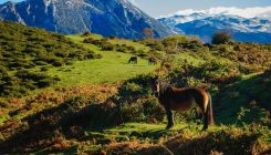 [:es]El reverdecimiento de la tierra se acerca a su límite [:]