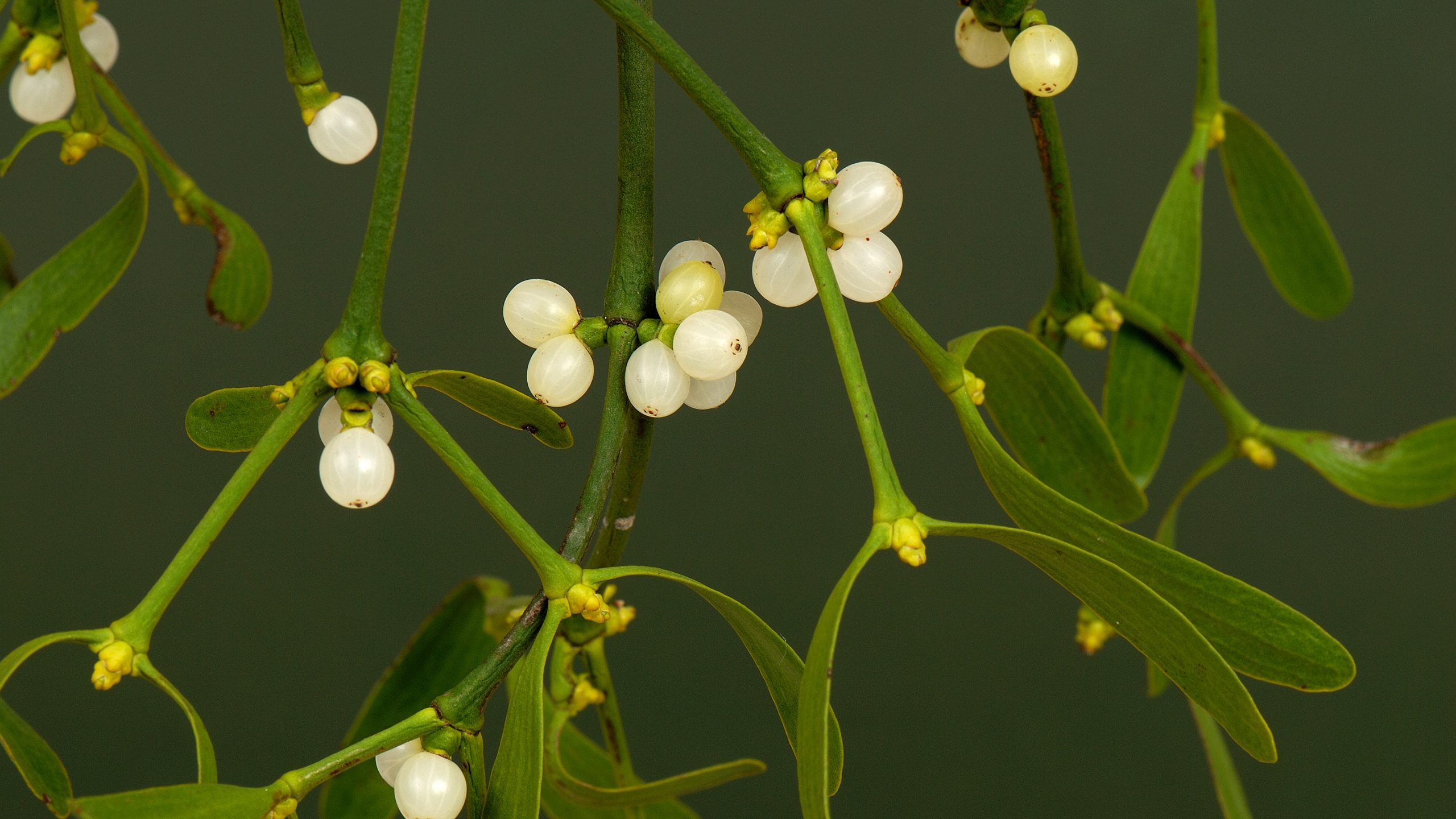 [:es]The Mystery of Mistletoe’s Missing Genes[:]