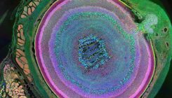 [:es]Researchers restore lost sight in mice, offering clues to reversing aging[:]