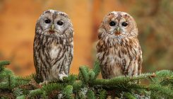 [:es]Will climate change make animals darker—or lighter?[:]