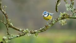 [:es]Psychology’s replication crisis inspires ecologists to push for more reliable research[:]