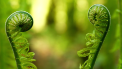 [:es] ¿Es verdad que las plantas “ven” y “hablan” entre ellas? [:]