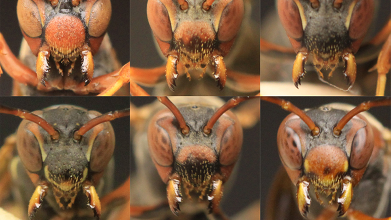 [:es]Like humans, wasps seem to recognize faces as more than the sum of their parts[:]