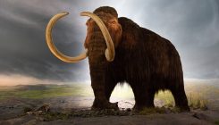 [:es]Story of Mammoth Survival Is in the Soil[:]