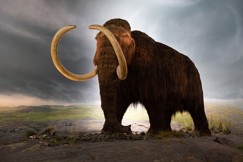 [:es]Story of Mammoth Survival Is in the Soil[:]