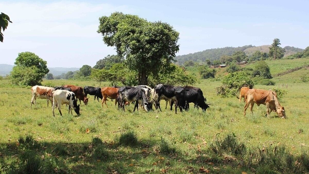 [:es] Los primeros ‘bebedores de leche’ estaban en África [:]