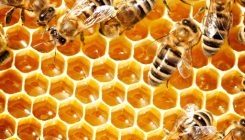 [:es]Queen Bee Sperm Storage Holds Clues to Colony Collapse[:]