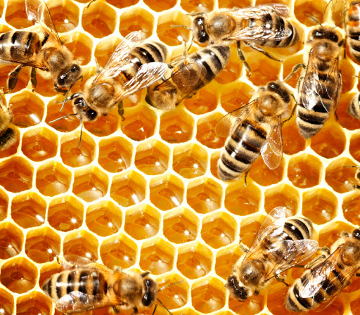 [:es]Queen Bee Sperm Storage Holds Clues to Colony Collapse[:]