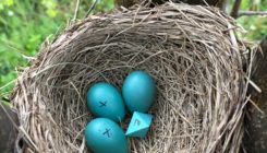 [:es]How an Eight-Sided ‘Egg’ Ended Up in a Robin’s Nest[:]