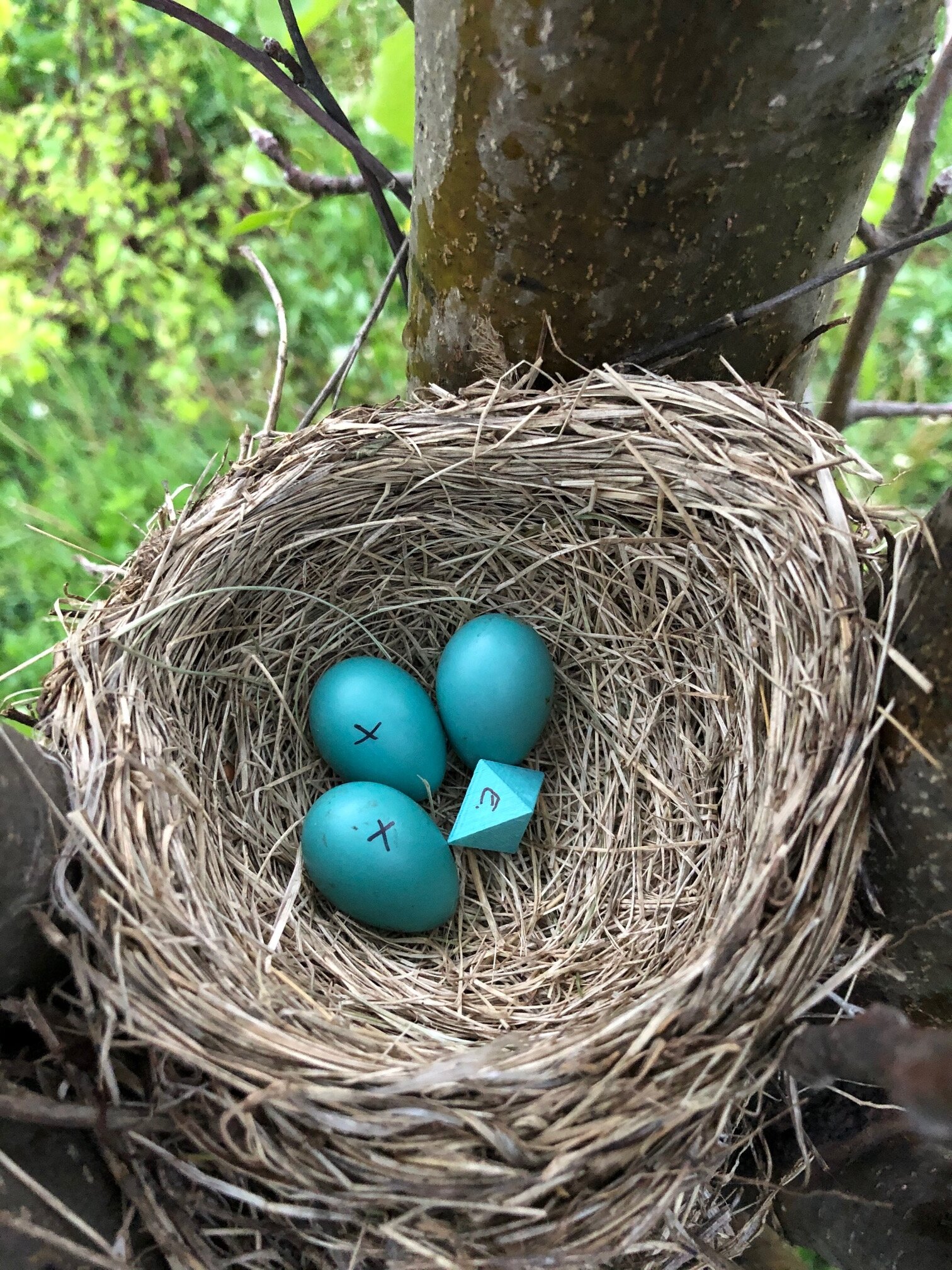 [:es]How an Eight-Sided ‘Egg’ Ended Up in a Robin’s Nest[:]
