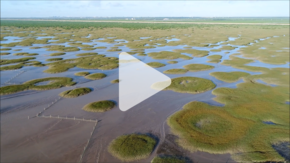 [:es]How fairy circles form in Shanghai’s salt marshes[:]