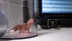 [:es]El ratopín rasurado aprende dialectos para comunicarse[:]