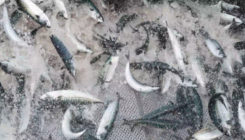 [:es]An Ever-Moving, Unloved Fish Is Stirring Chaos in the North Atlantic[:]