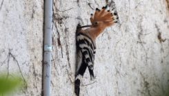 [:es]La crisis climática está reestructurando las comunidades de aves europeas y norteamericanas[:]