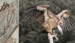 [:es]Los dinosaurios que perdieron sus garras: nuevas claves en la evolución de la mano de las aves[:]