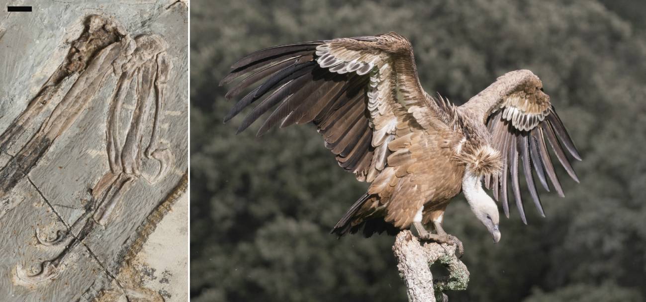 [:es]Los dinosaurios que perdieron sus garras: nuevas claves en la evolución de la mano de las aves[:]